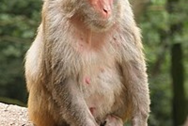 বাঁদর: স্বভাব, খাদ্যাভ্যাস ও মানুষের সাথে সম্পর্ক বাঁদর পৃথিবীর অন্যতম বুদ্ধিমান ও অভিযোজনশীল প্রাণী।