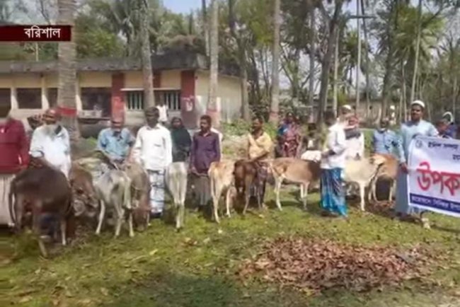 বাবুগঞ্জে জেলেদের গরু বিতরণে বিএনপি নেতাকর্মীদের হস্তক্ষেপ: ৮টি গরু ছিনতাইয়ের অভিযোগ