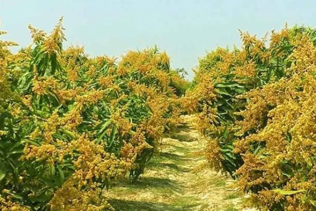 নওগাঁয় বসন্তের বাতাসে আমের মুকুলের ঘ্রাণ, স্বপ্ন বুনছেন চাষিরা