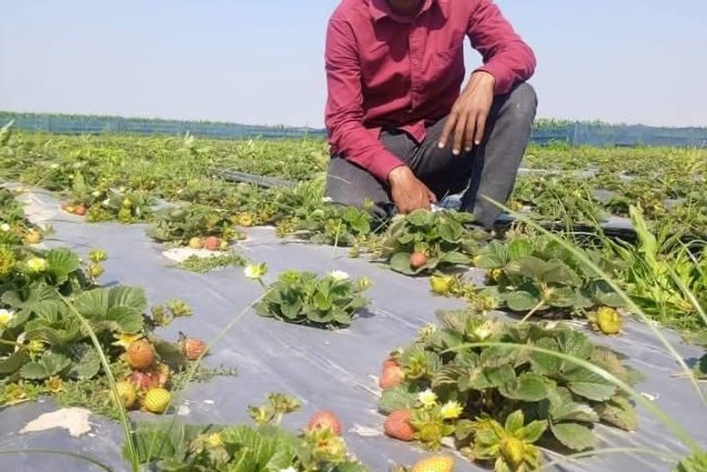 কুড়িগ্রাম তিস্তার চরে দক্ষিণ এশিয়ার সর্ববৃহৎ স্ট্রবেরি প্রজেক্ট