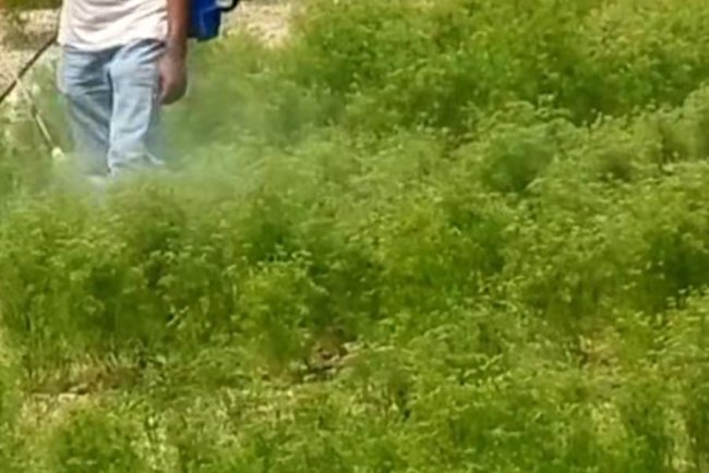 বগুড়ায় বিভিন্ন এলাকায় অধিক পরিমাণ জিরার বাম্পার ফলন