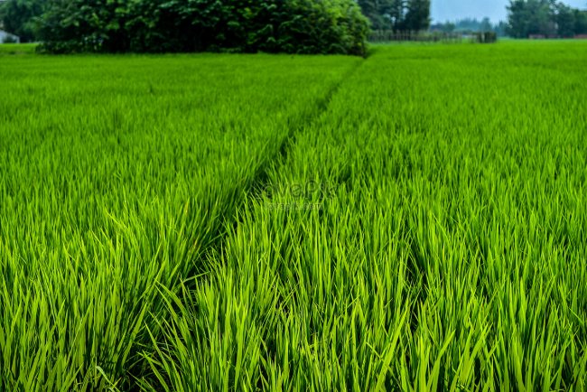 বাংলাদেশে ধান উৎপাদনে শীর্ষ জেলা ও সর্বোৎকৃষ্ট চালের গুণগত মান