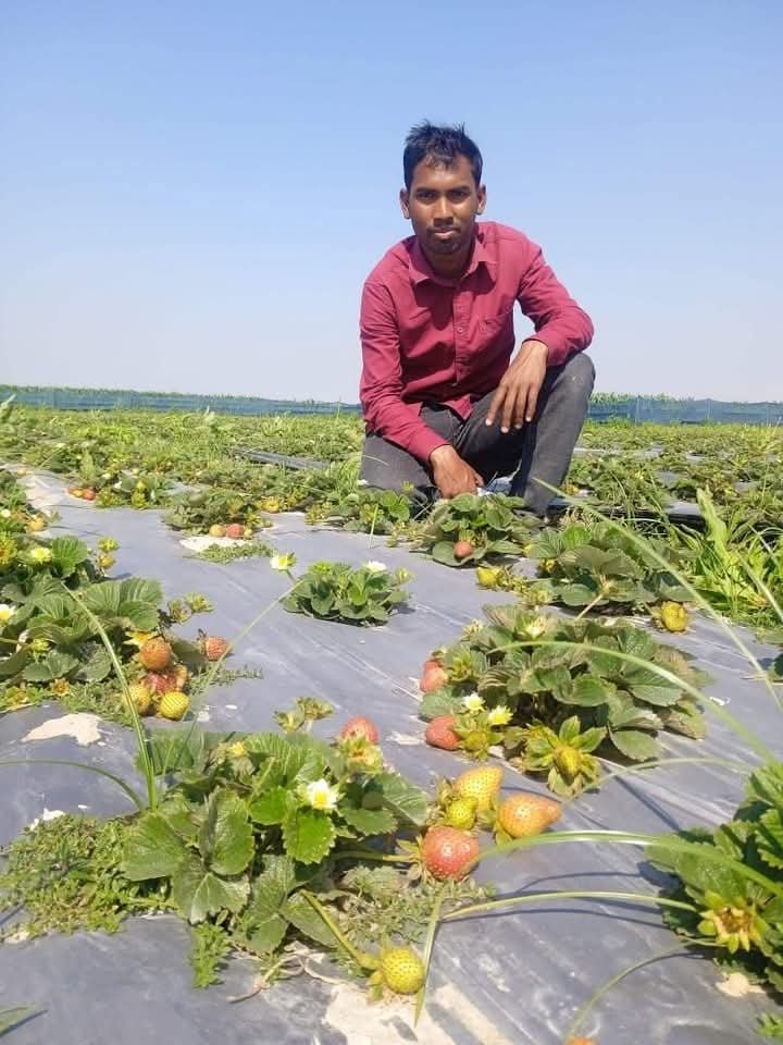 কুড়িগ্রাম তিস্তার চরে দক্ষিণ এশিয়ার সর্ববৃহৎ স্ট্রবেরি প্রজেক্ট