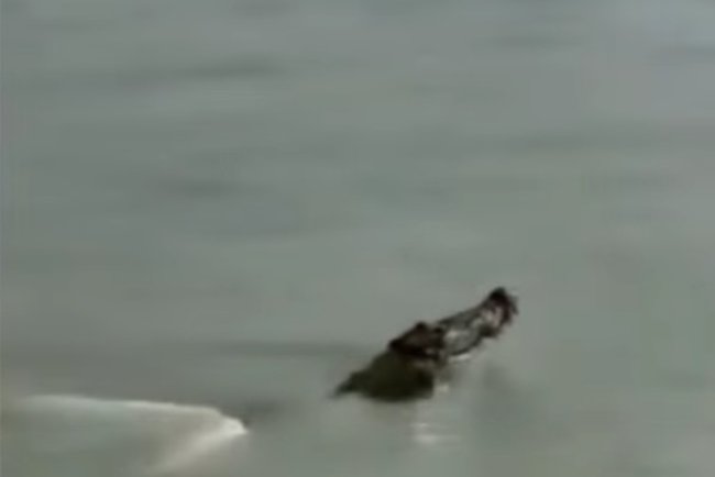 মুলাদী আরিয়াল খা নদীতে বিশাল আকারে দুইটি কুমির