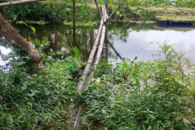 অযত্ন-অবহেলার অস্তিত্ব সংকটে নলছিটির সম্ভাবনাময় হাড়িখালি গ্রাম