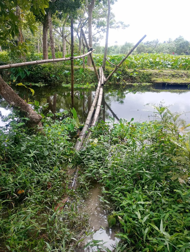 অযত্ন-অবহেলার অস্তিত্ব সংকটে নলছিটির সম্ভাবনাময় হাড়িখালি গ্রাম